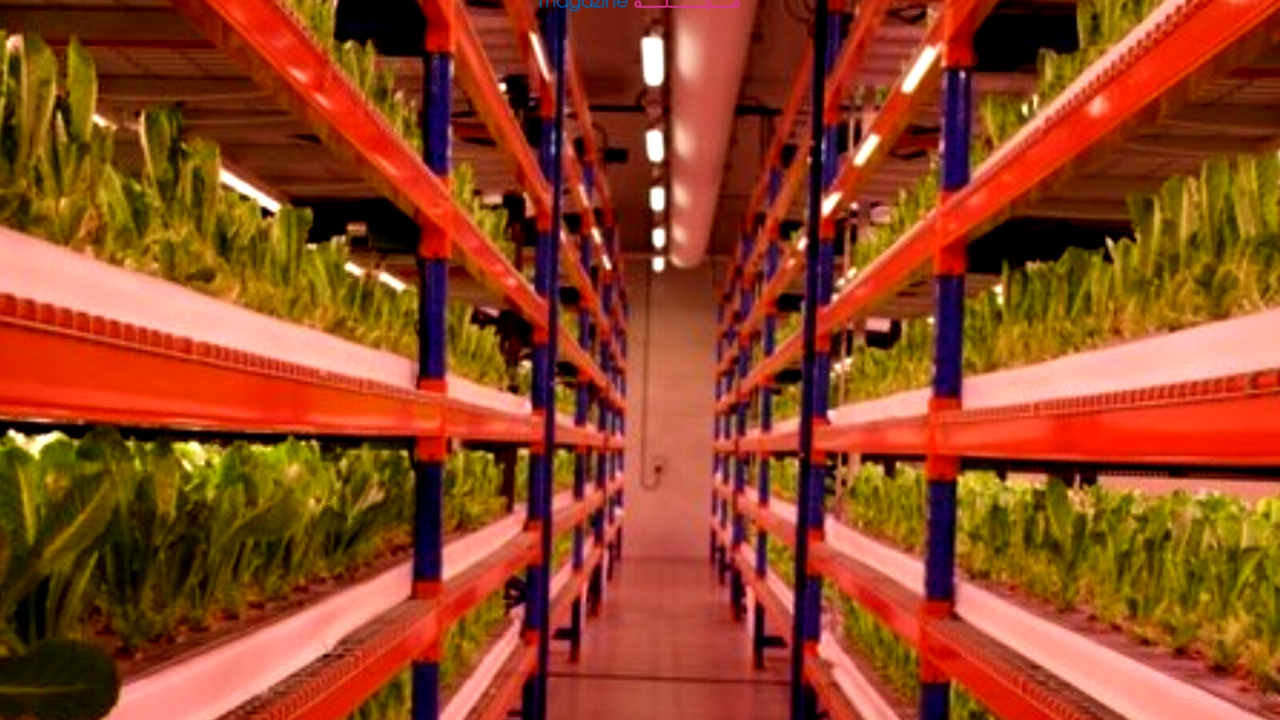 Dubai's 'world's largest' vertical farm has officially opened - Dubai ...